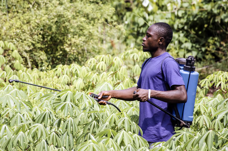 man spraying crops in field